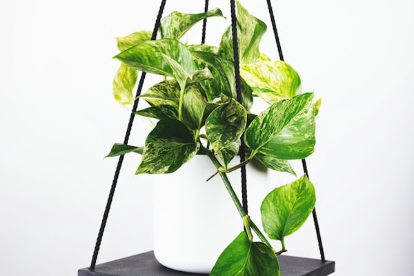 比赛现场控球率、传球成功率等数据统计图表